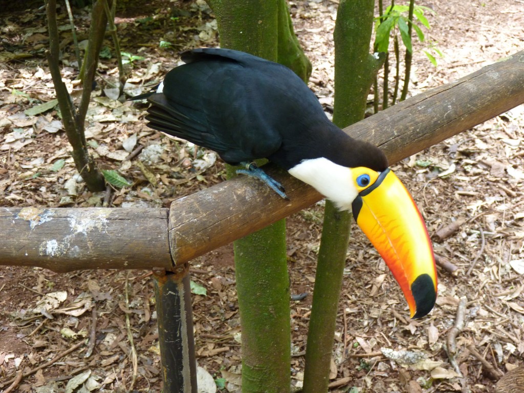 Foto: Parque das aves. - Foz do Iguaçu (Paraná), Brasil