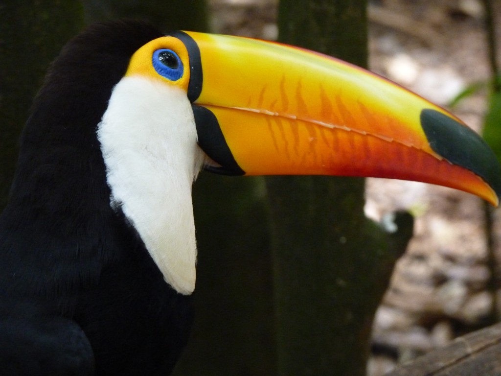 Foto: Parque das aves. - Foz do Iguaçu (Paraná), Brasil