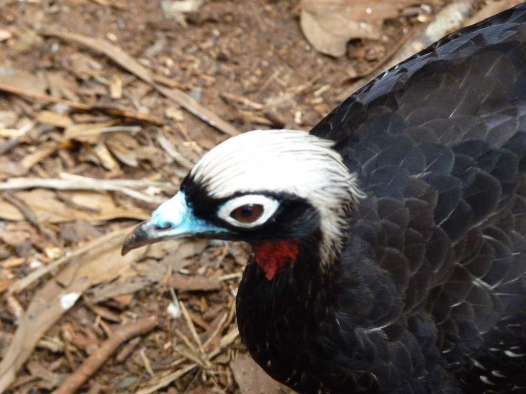 Foto: Parque das aves. - Foz do Iguaçu (Paraná), Brasil