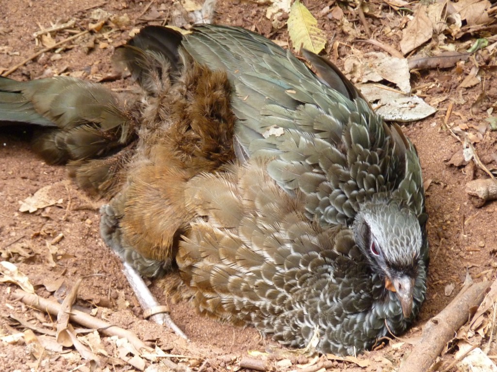Foto: Parque das aves. - Foz do Iguaçu (Paraná), Brasil
