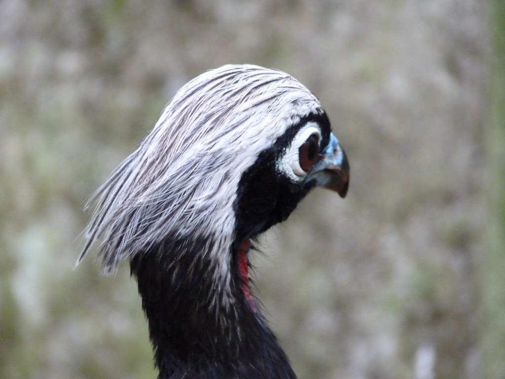 Foto: Parque das aves. - Foz do Iguaçu (Paraná), Brasil
