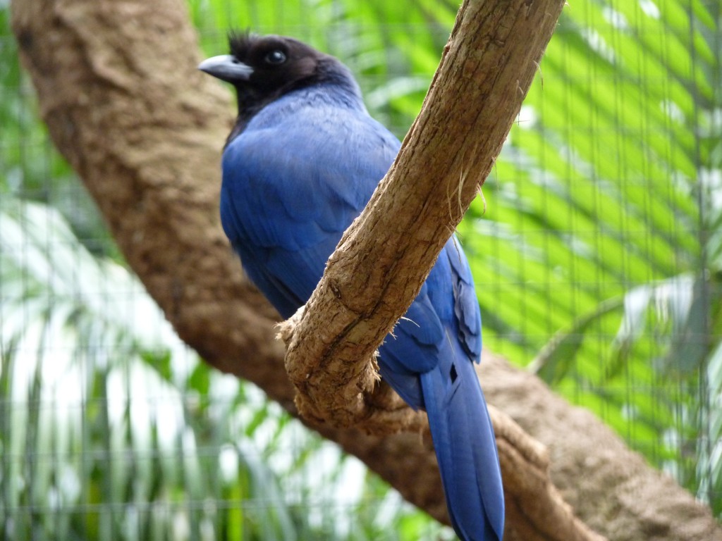 Foto: Parque das aves. - Foz do Iguaçu (Paraná), Brasil