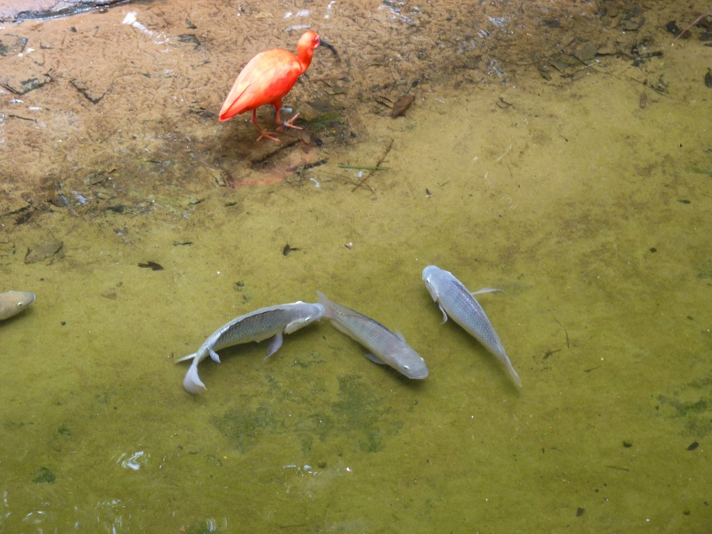 Foto: Parque das aves. - Foz do Iguaçu (Paraná), Brasil