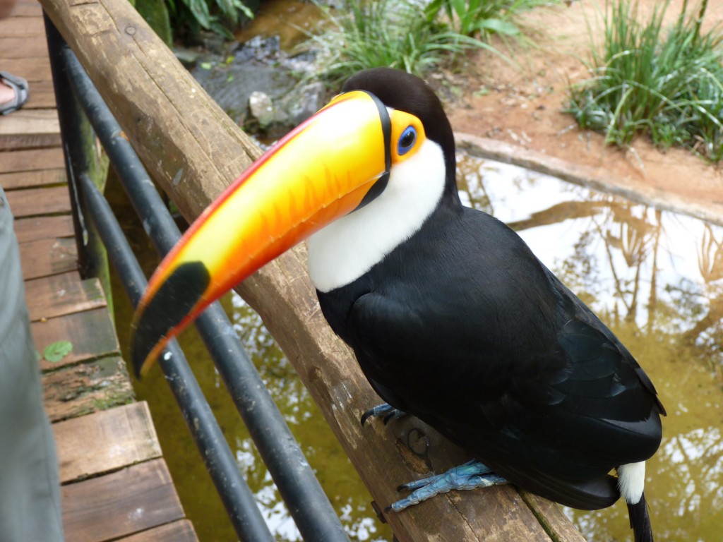 Foto: Parque das aves. - Foz do Iguaçu (Paraná), Brasil