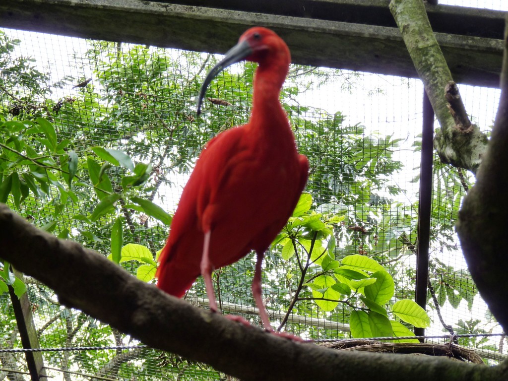 Foto: Parque das aves. - Foz do Iguaçu (Paraná), Brasil
