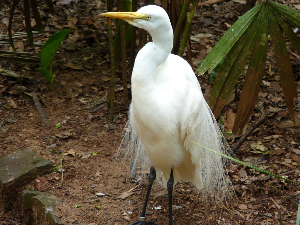 Foto: Parque das aves. - Foz do Iguaçu (Paraná), Brasil