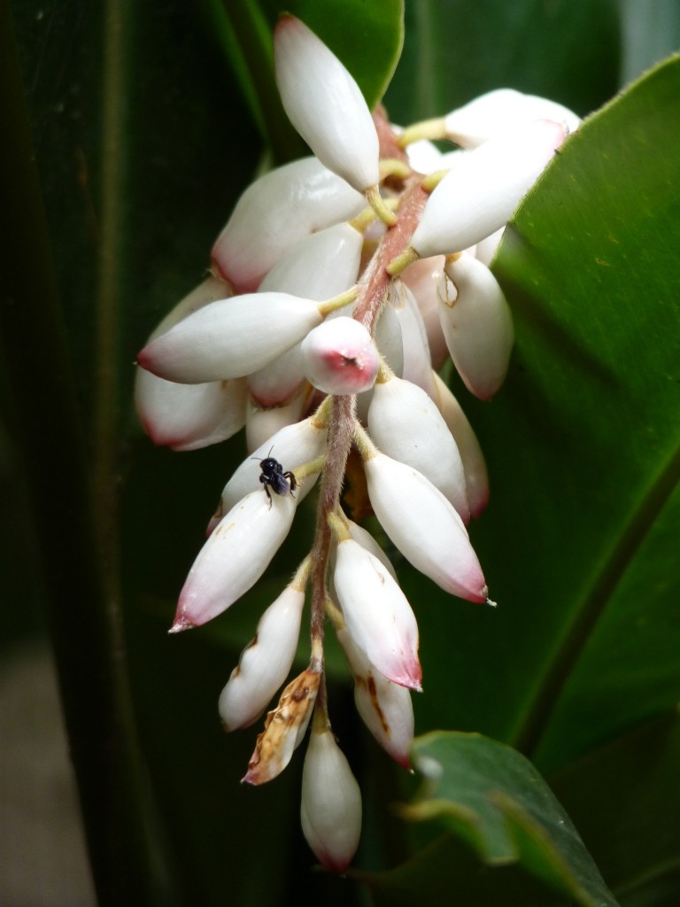 Foto: Parque das aves. - Foz do Iguaçu (Paraná), Brasil