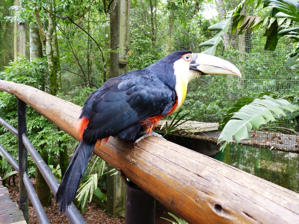 Foto: Parque das aves. - Foz do Iguaçu (Paraná), Brasil