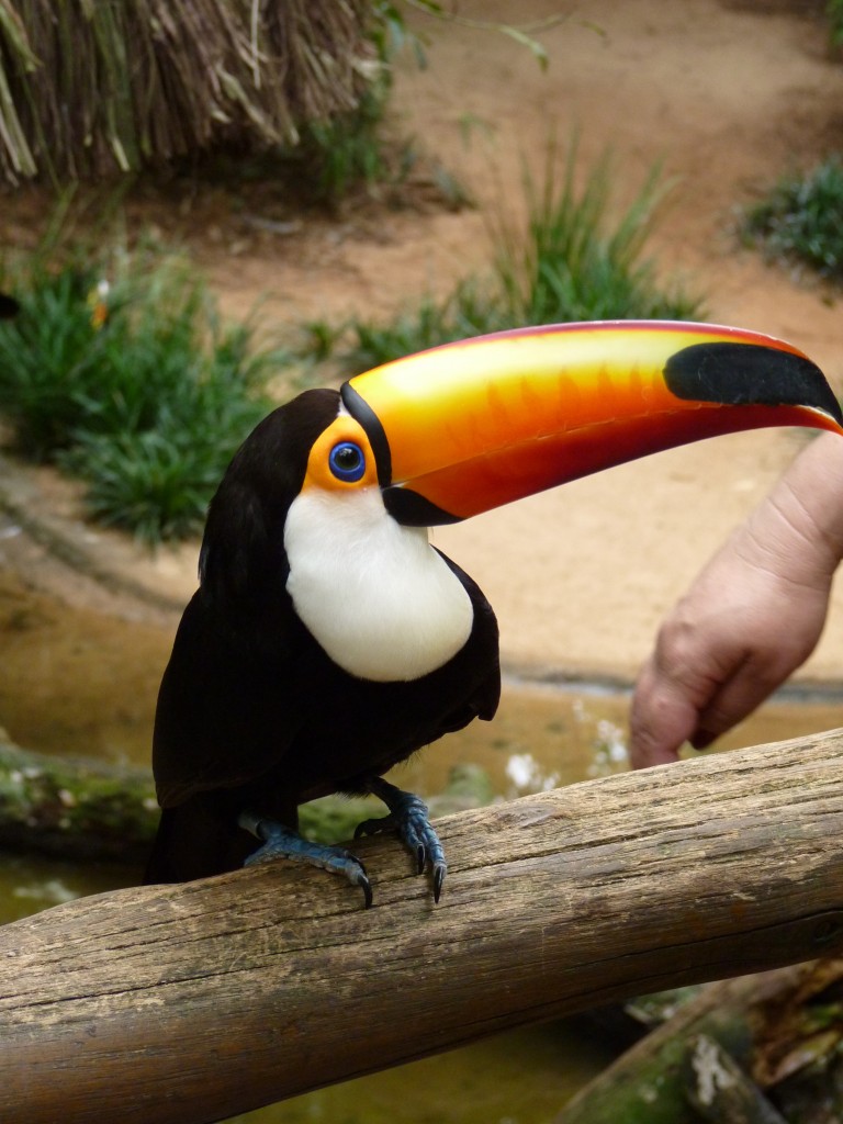 Foto: Parque das aves. - Foz do Iguaçu (Paraná), Brasil