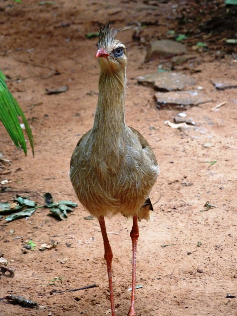 Foto: Parque das aves. - Foz do Iguaçu (Paraná), Brasil