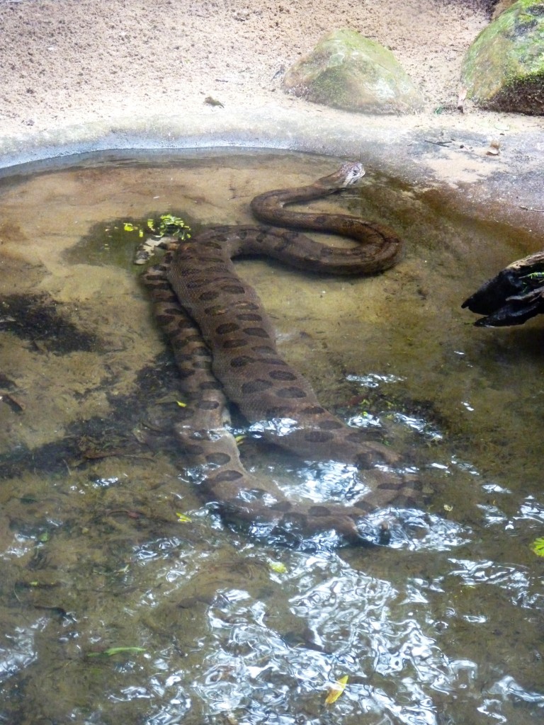 Foto: Parque das aves. - Foz do Iguaçu (Paraná), Brasil