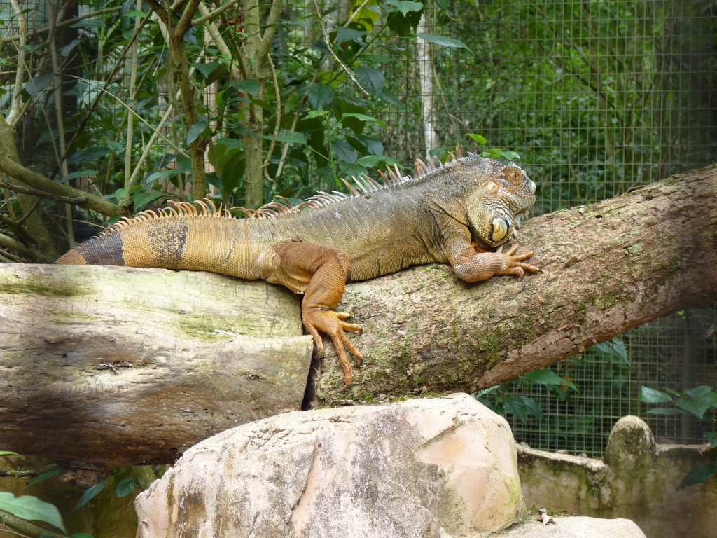 Foto: Parque das aves. - Foz do Iguaçu (Paraná), Brasil