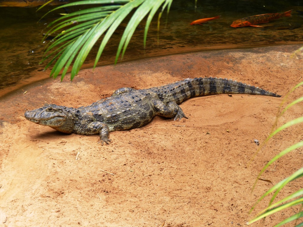 Foto: Parque das aves. - Foz do Iguaçu (Paraná), Brasil