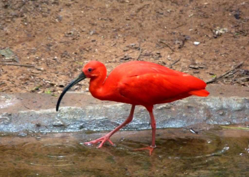 Foto: Parque das aves. - Foz do Iguaçu (Paraná), Brasil
