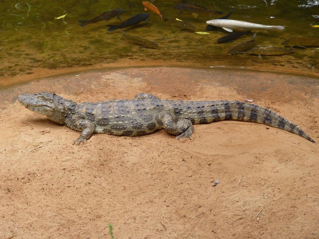 Foto: Parque das aves. - Foz do Iguaçu (Paraná), Brasil