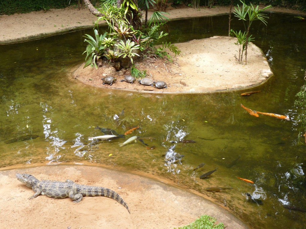 Foto: Parque das aves. - Foz do Iguaçu (Paraná), Brasil
