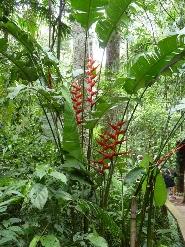 Foto: Parque das aves. - Foz do Iguaçu (Paraná), Brasil