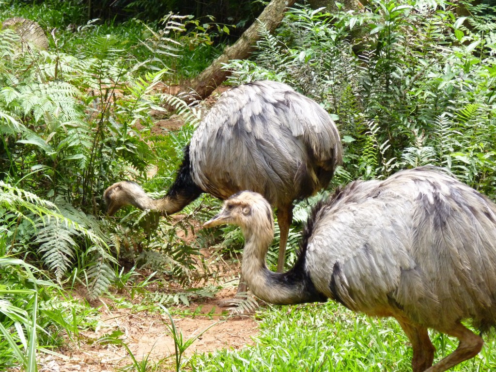 Foto: Parque das aves. - Foz do Iguaçu (Paraná), Brasil