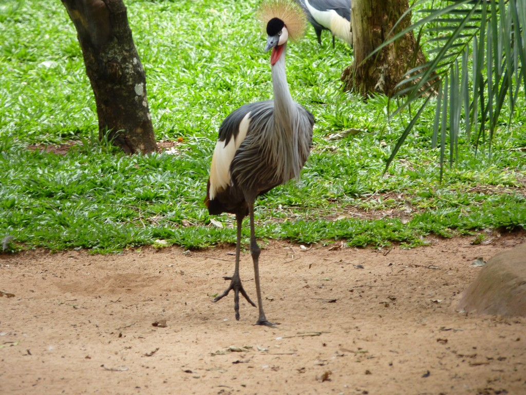 Foto: Parque das aves. - Foz do Iguaçu (Paraná), Brasil