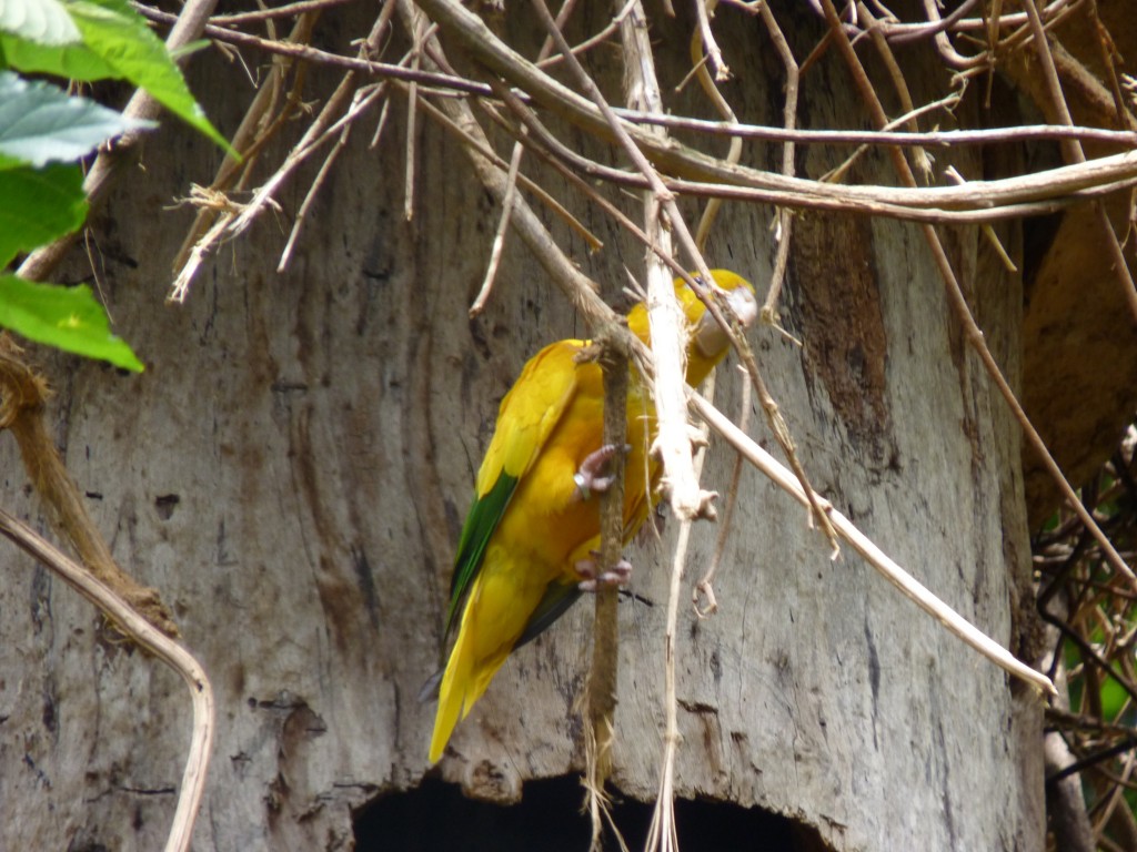 Foto: Parque das aves. - Foz do Iguaçu (Paraná), Brasil