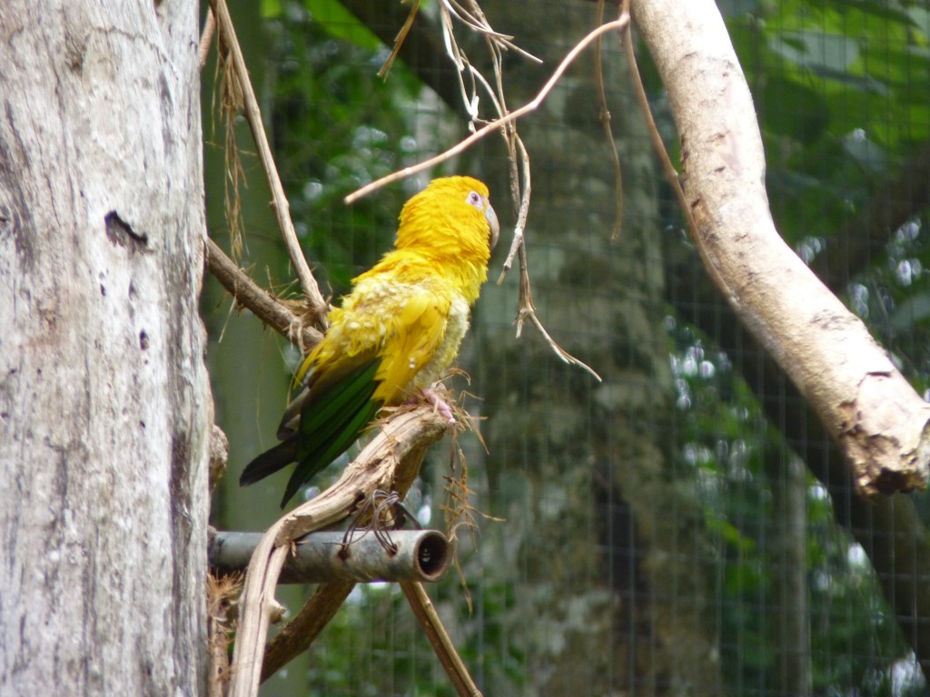 Foto: Parque das aves. - Foz do Iguaçu (Paraná), Brasil