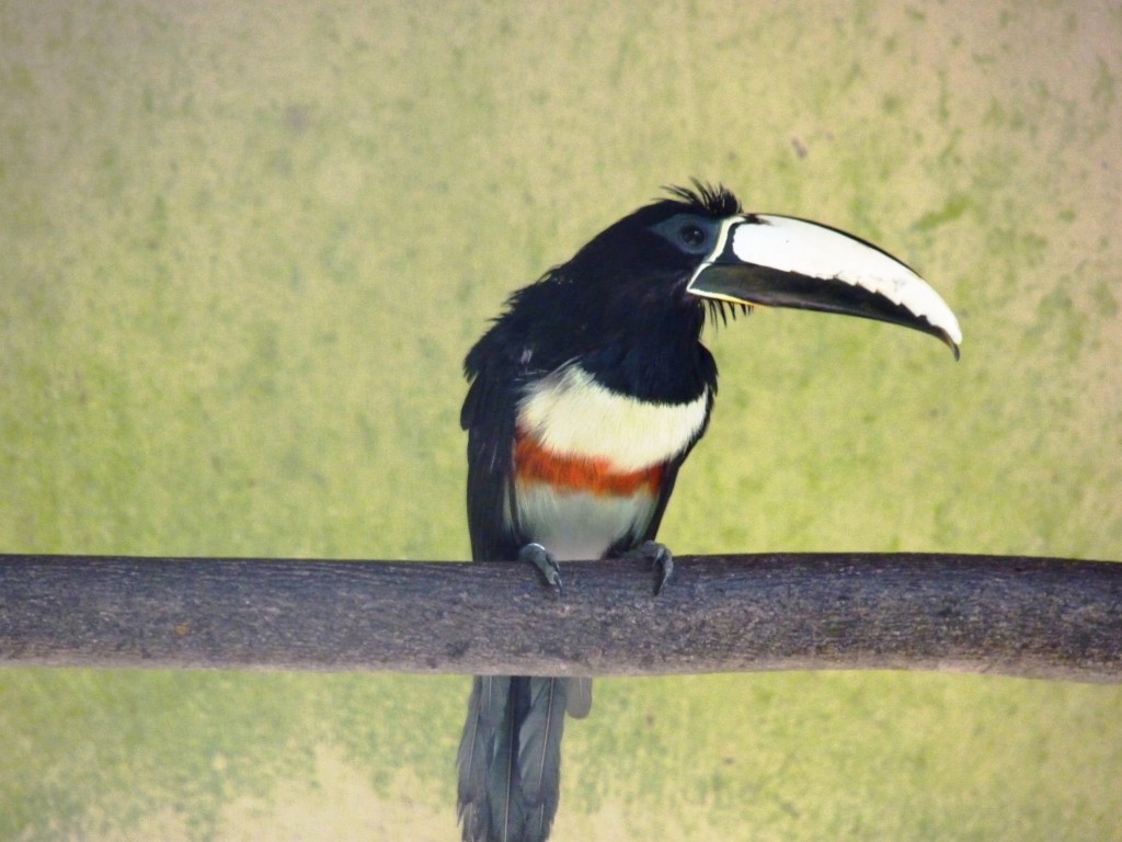 Foto: Parque das aves. - Foz do Iguaçu (Paraná), Brasil