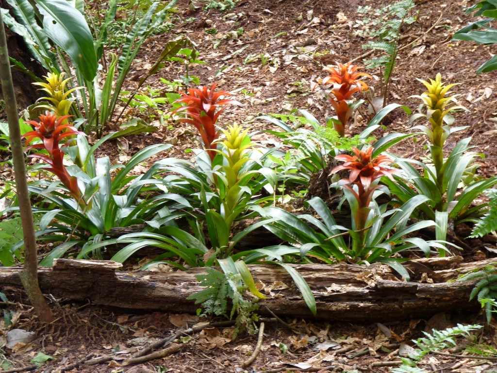 Foto: Parque das aves. - Foz do Iguaçu (Paraná), Brasil