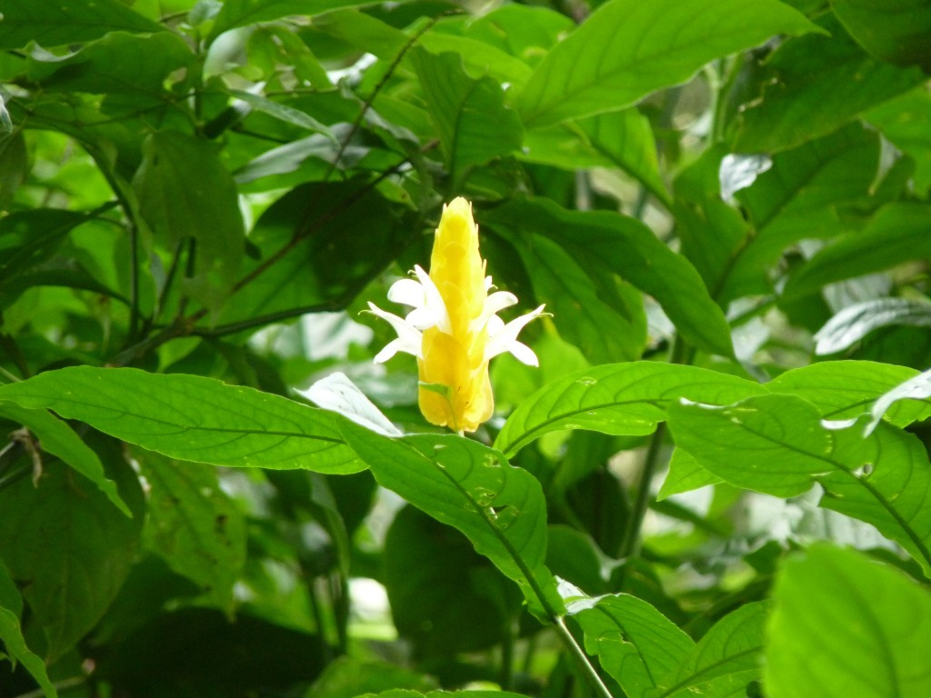 Foto: Parque das aves. - Foz do Iguaçu (Paraná), Brasil
