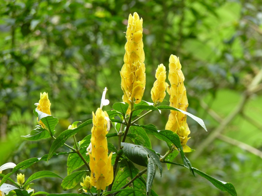 Foto: Parque das aves. - Foz do Iguaçu (Paraná), Brasil