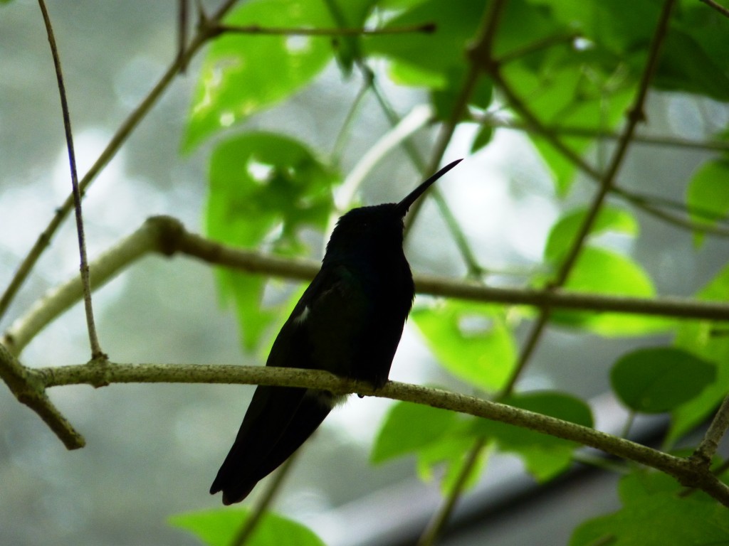 Foto: Parque das aves. - Foz do Iguaçu (Paraná), Brasil