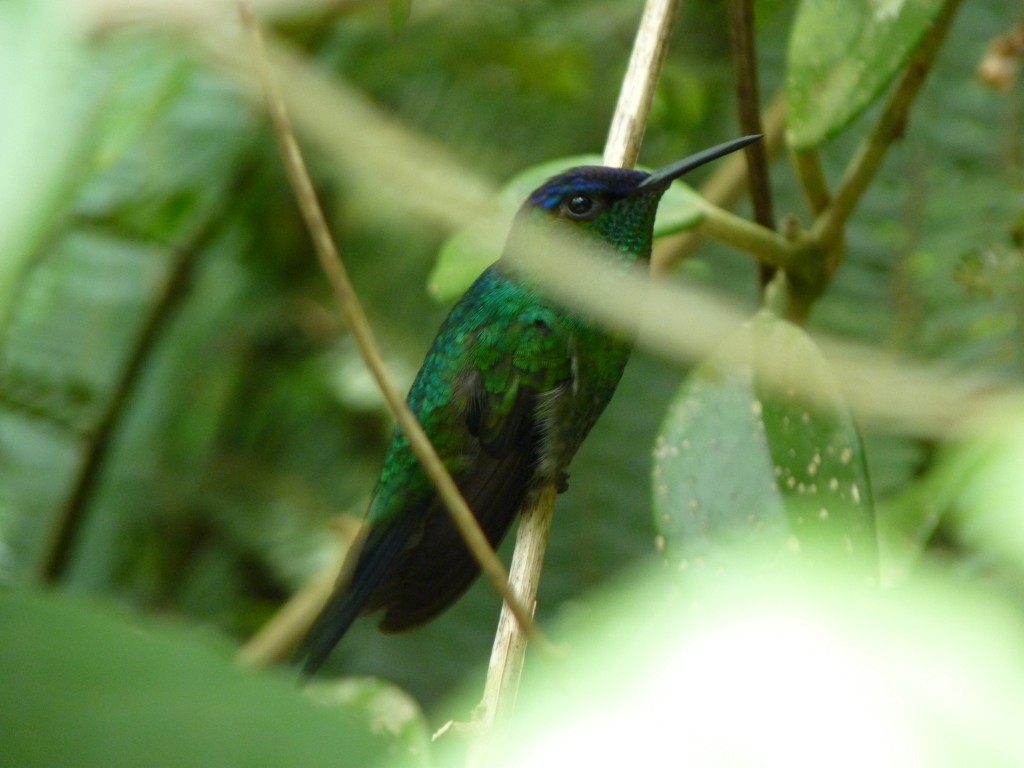 Foto: Parque das aves. - Foz do Iguaçu (Paraná), Brasil