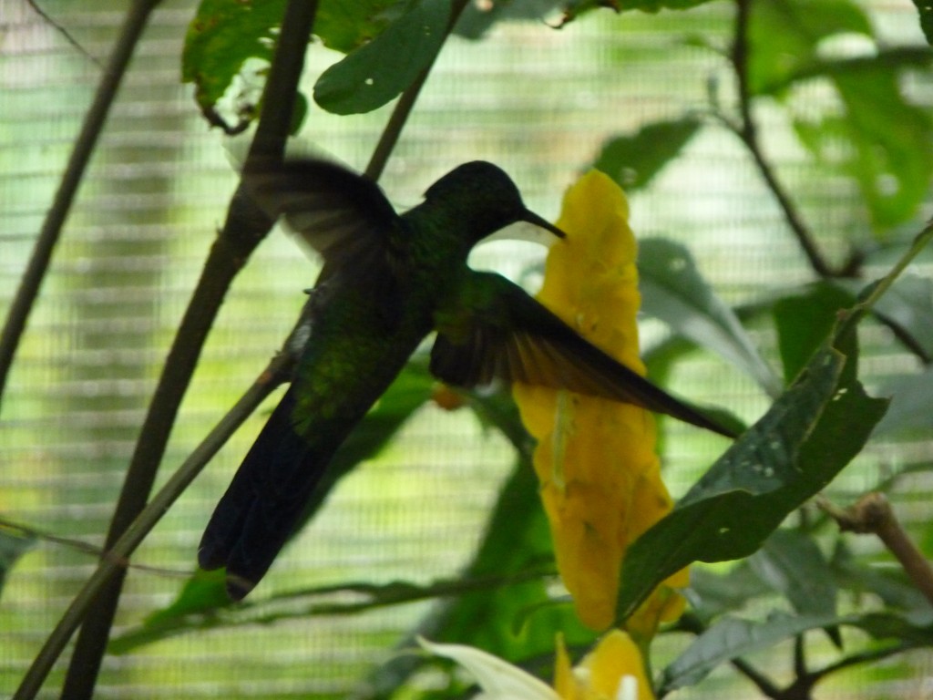 Foto: Parque das aves. - Foz do Iguaçu (Paraná), Brasil