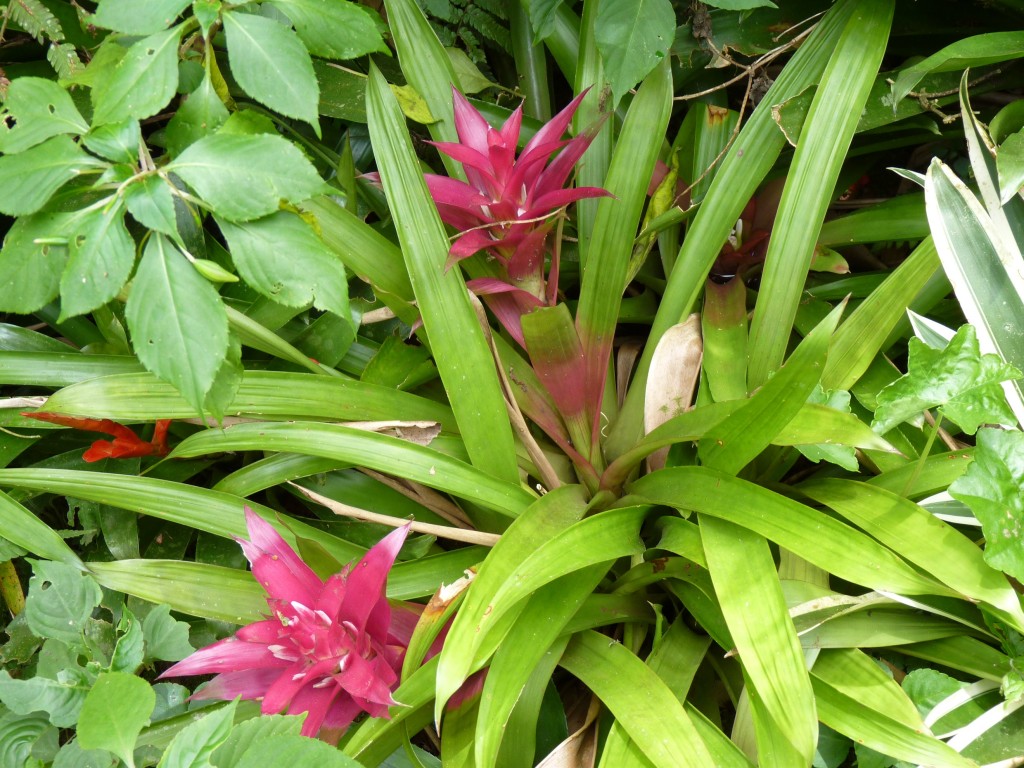 Foto: Parque das aves. - Foz do Iguaçu (Paraná), Brasil