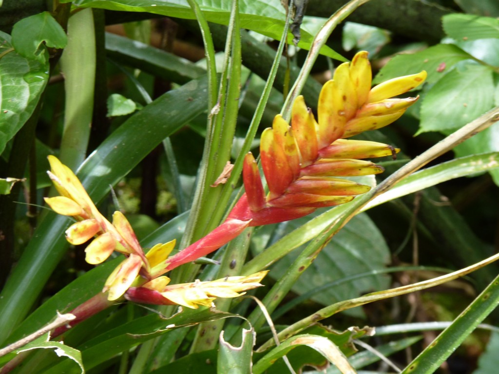 Foto: Parque das aves. - Foz do Iguaçu (Paraná), Brasil