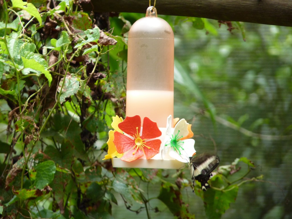 Foto: Parque das aves. - Foz do Iguaçu (Paraná), Brasil