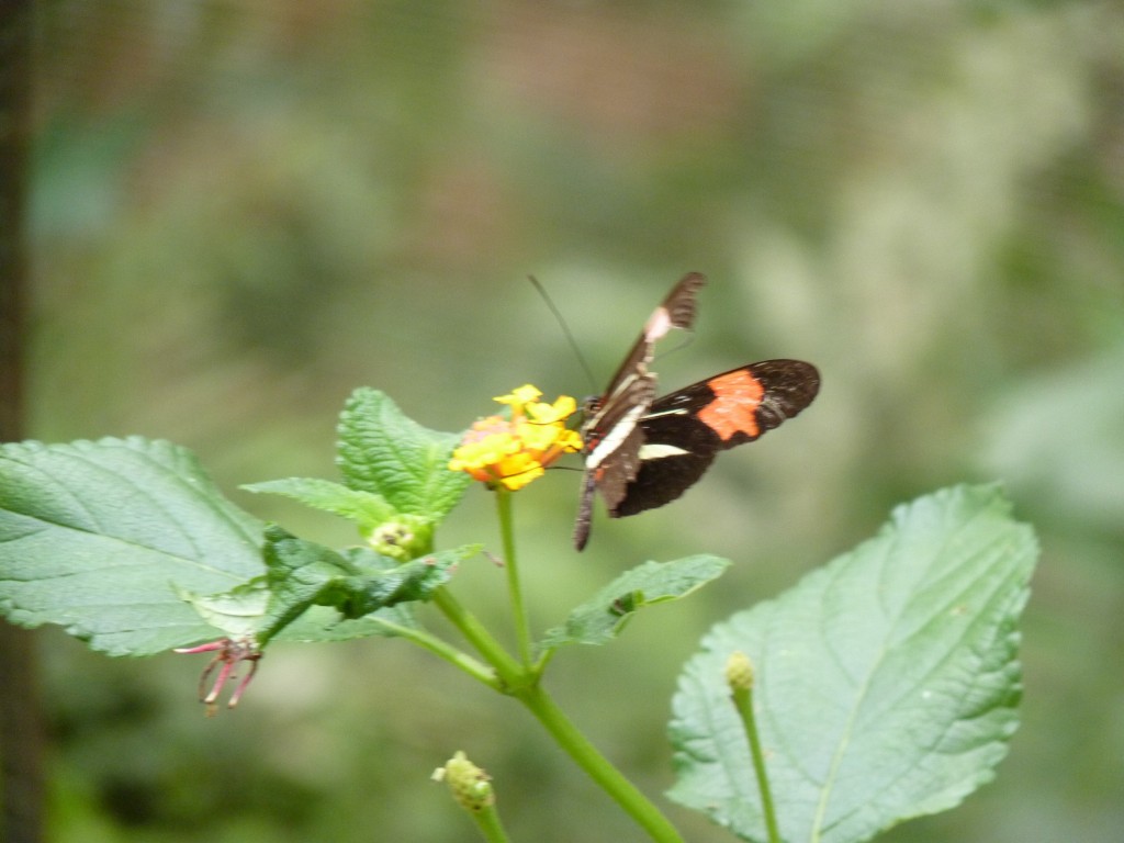 Foto: Parque das aves. - Foz do Iguaçu (Paraná), Brasil