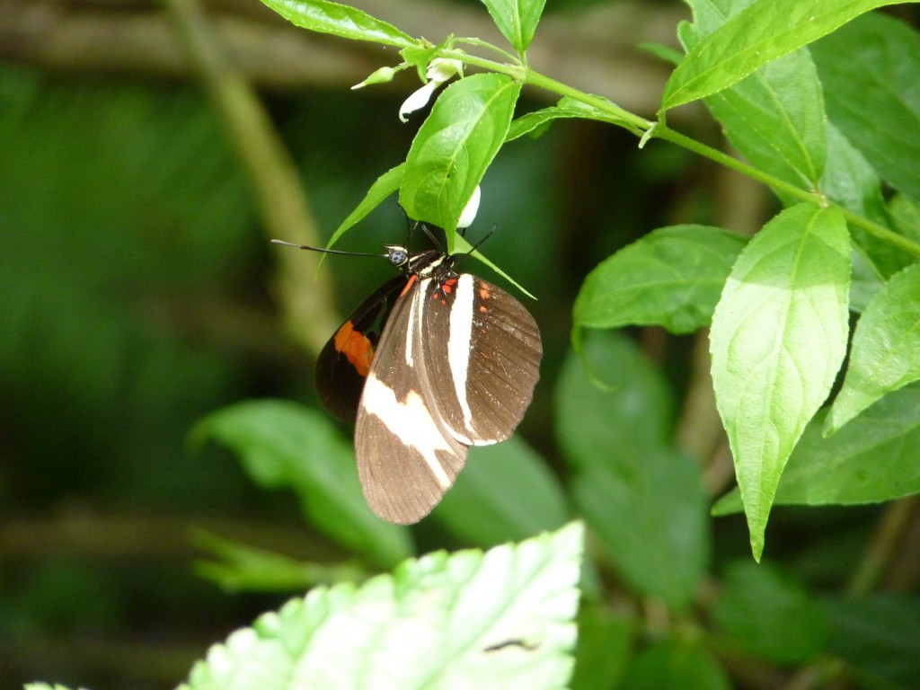 Foto: Parque das aves. - Foz do Iguaçu (Paraná), Brasil