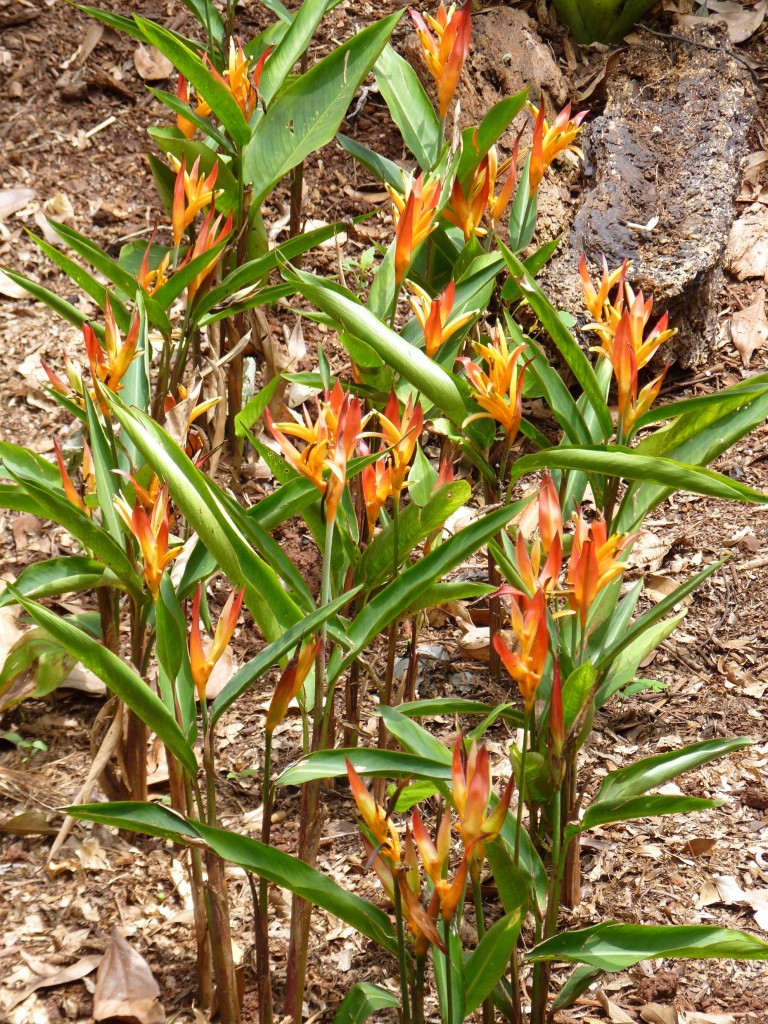 Foto: Parque das aves. - Foz do Iguaçu (Paraná), Brasil