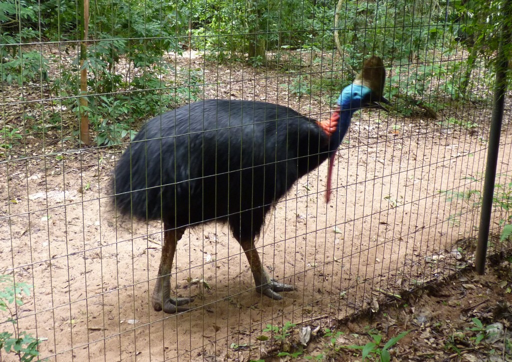 Foto: Parque das aves. - Foz do Iguaçu (Paraná), Brasil