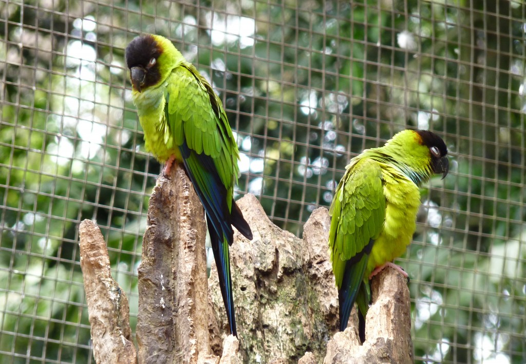 Foto: Parque das aves. - Foz do Iguaçu (Paraná), Brasil