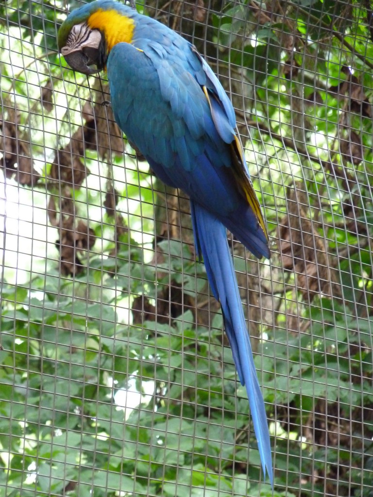 Foto: Parque das aves. - Foz do Iguaçu (Paraná), Brasil