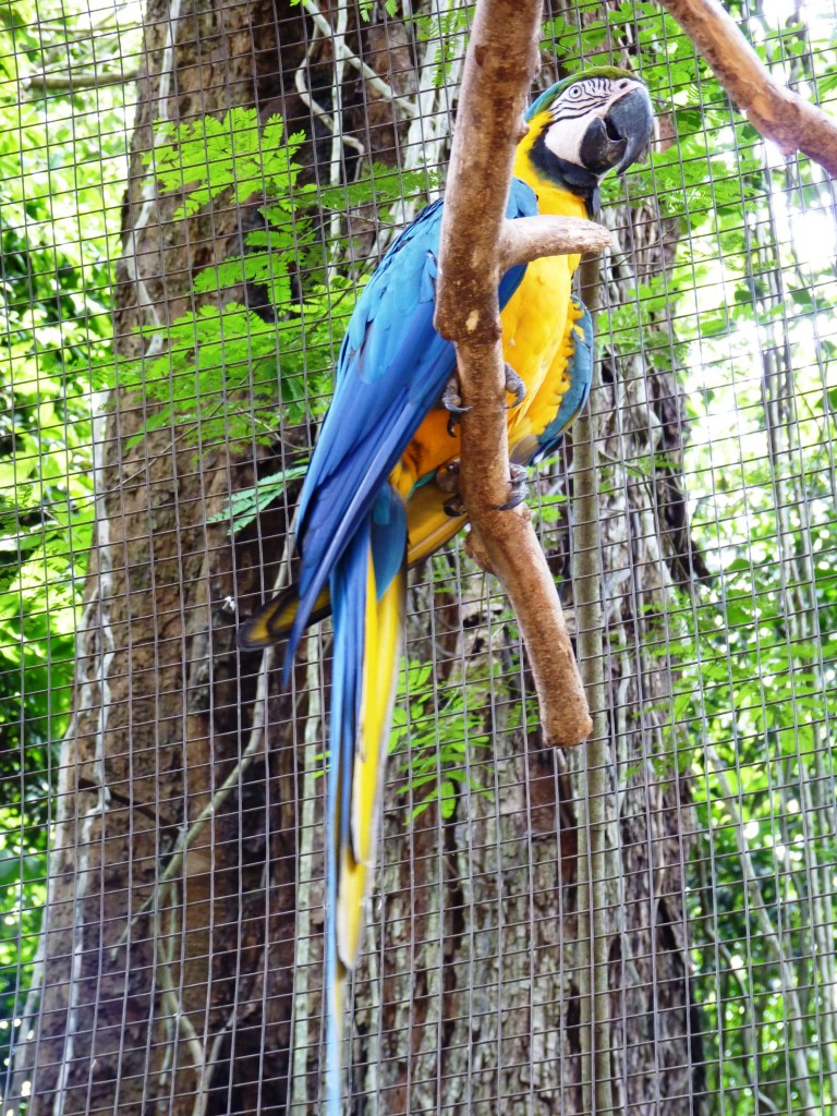 Foto: Parque das aves. - Foz do Iguaçu (Paraná), Brasil