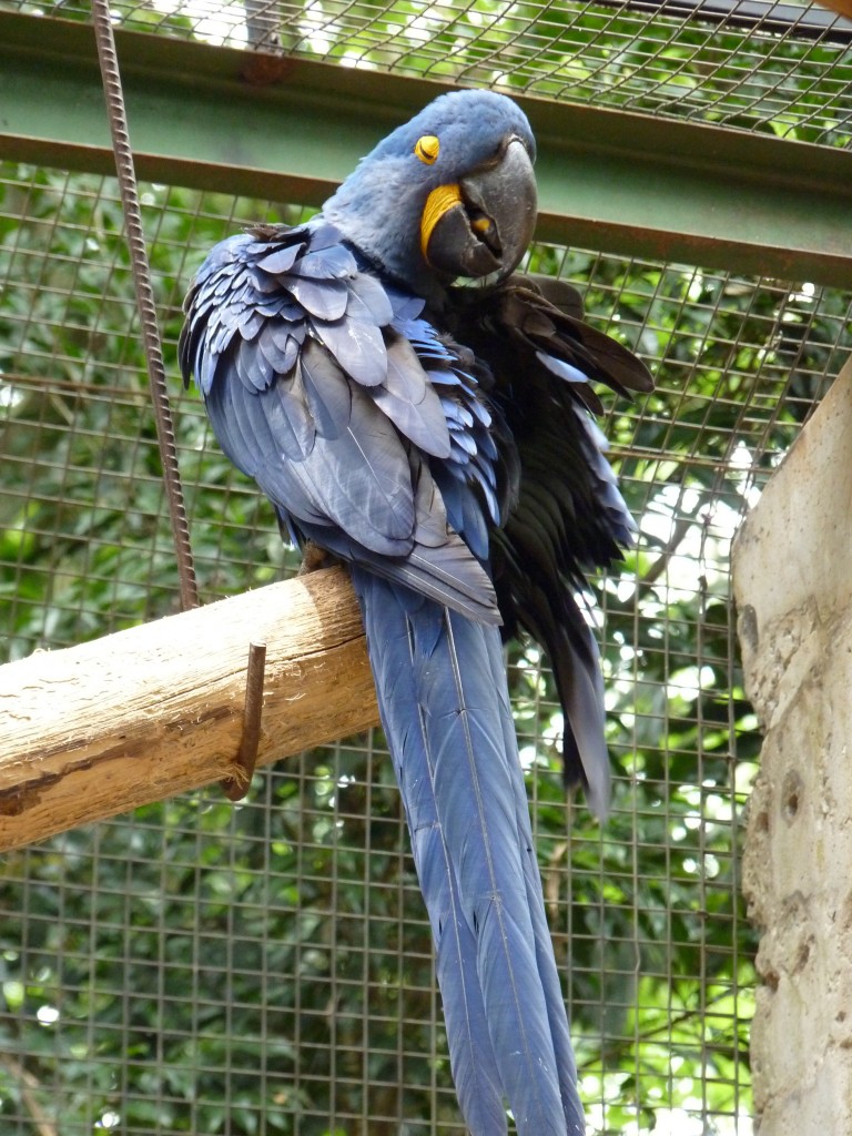 Foto: Parque das aves. - Foz do Iguaçu (Paraná), Brasil