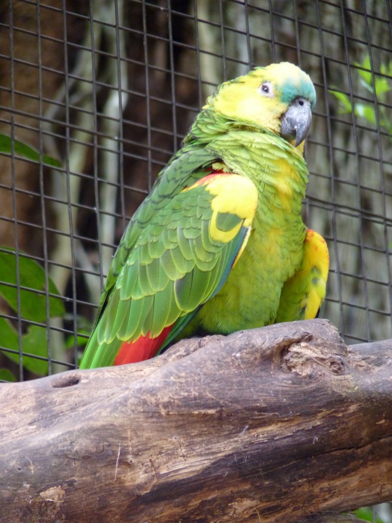Foto: Parque das aves. - Foz do Iguaçu (Paraná), Brasil