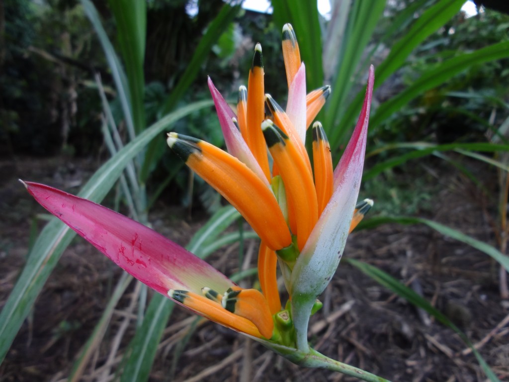 Foto: Flor - Shell (Pastaza), Ecuador