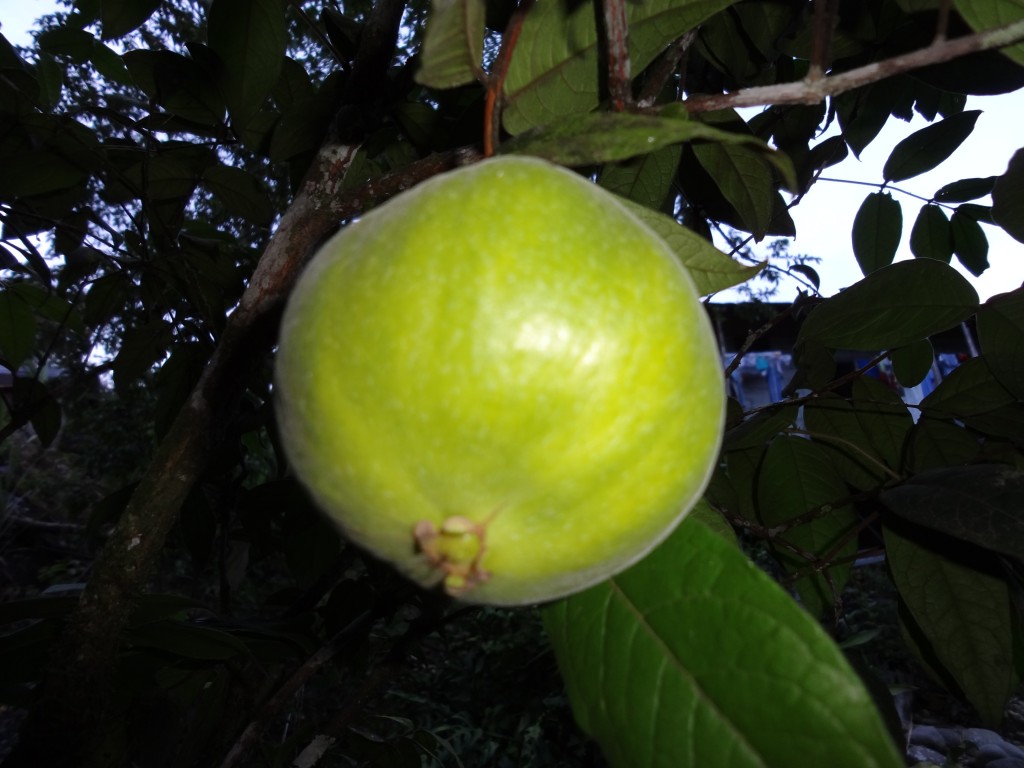 Foto: Araza - Shell (Pastaza), Ecuador