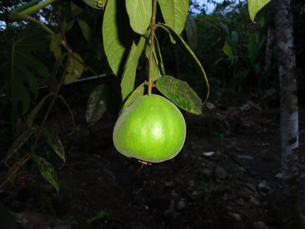 Foto: Araza - Shell (Pastaza), Ecuador