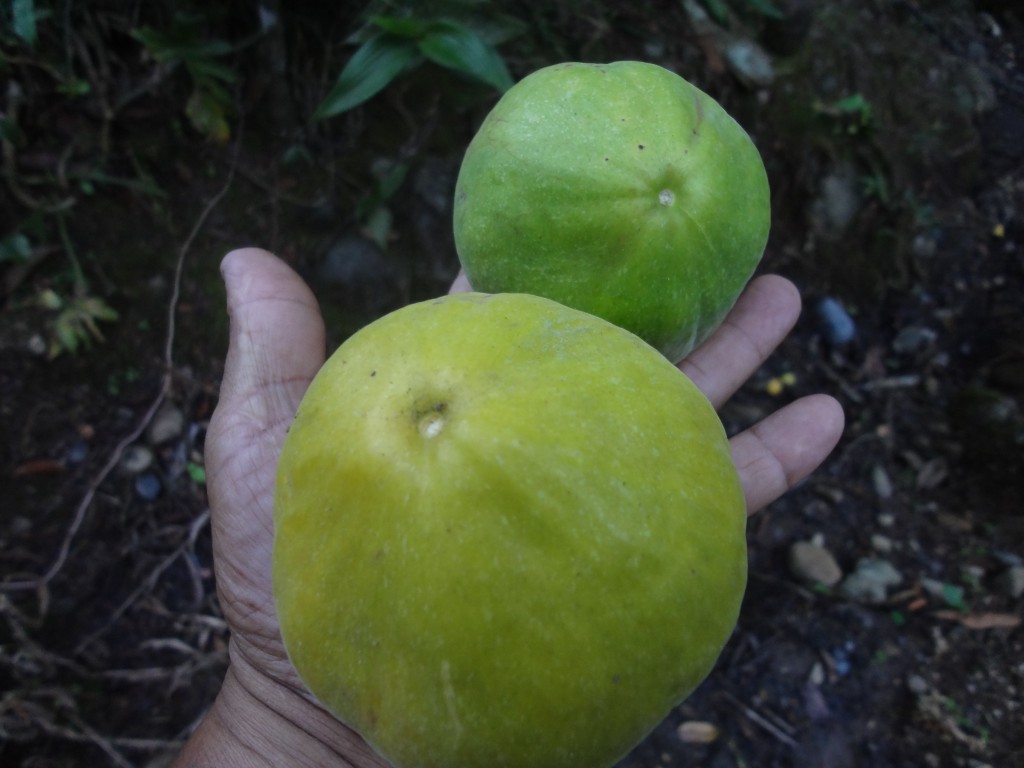 Foto: Araza - Shell (Pastaza), Ecuador