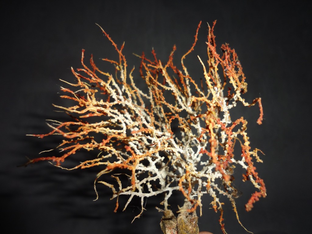 Foto: Alga Marina - Shell (Pastaza), Ecuador