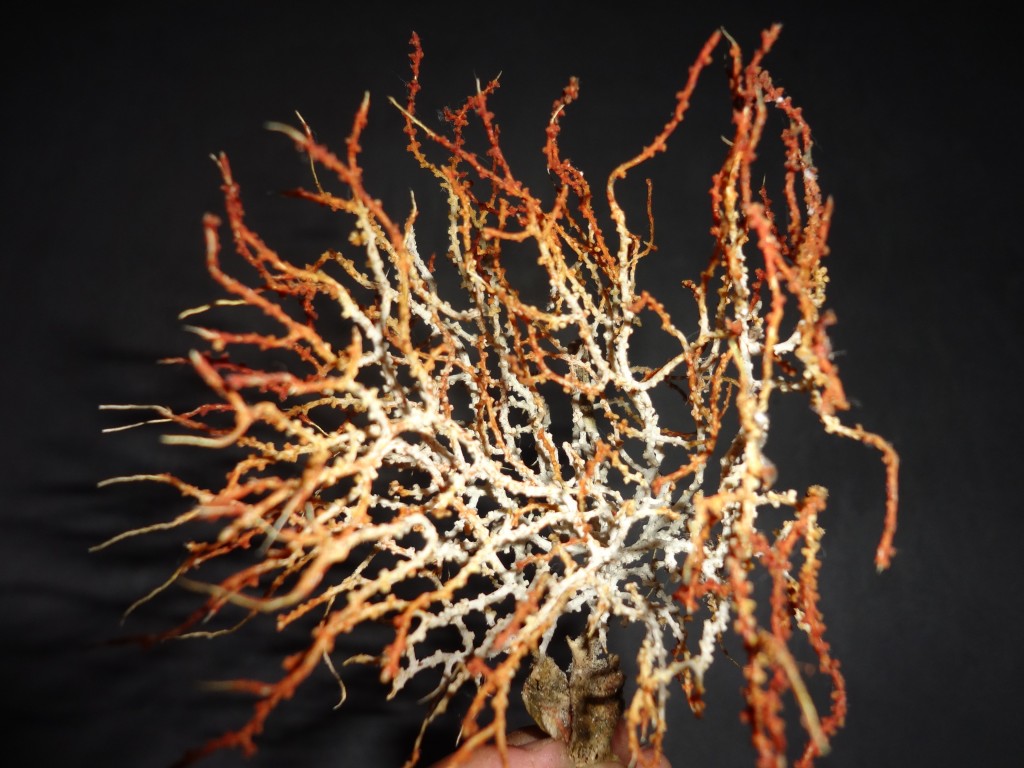 Foto: Alga Marina - Shell (Pastaza), Ecuador